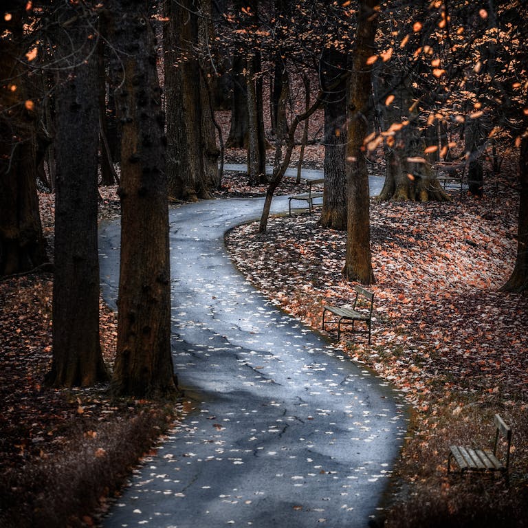A winding path through a tranquil autumn forest with fallen leaves and benches.